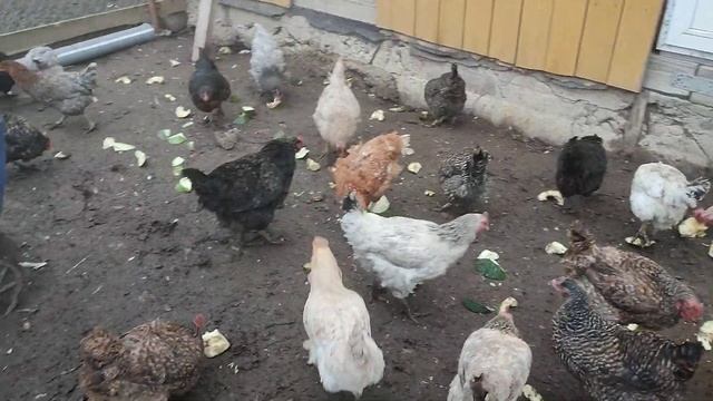 Даю курочкам кабачки. Петушок Петя 🐓 собственной пер? смотреть онлайн
