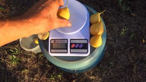 Груша для сушки и переработки / ЛИМОНКА настоящая, ЦИТ?