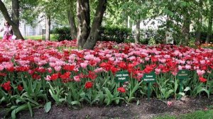 Весна на Елагином острове в Санкт-Петербурге. Любимое место отдыха с давних пор. Уют и красота.