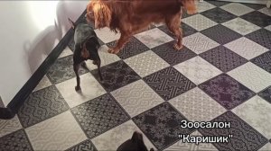 Невеста Каришика пришла в гости