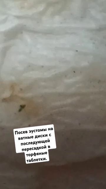Посев эустомы на ватные диски