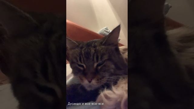 Кошка мурчит как трактор. Dusinda cat purrs. cat mainecoon catvideosк?
