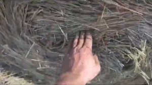 Трактор т 25 с прессом унисибмаш