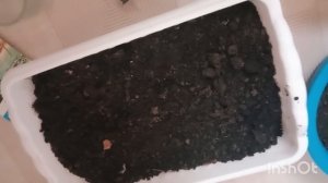 Жизнь в деревне.Как живут бедные люди в России.Посеяла