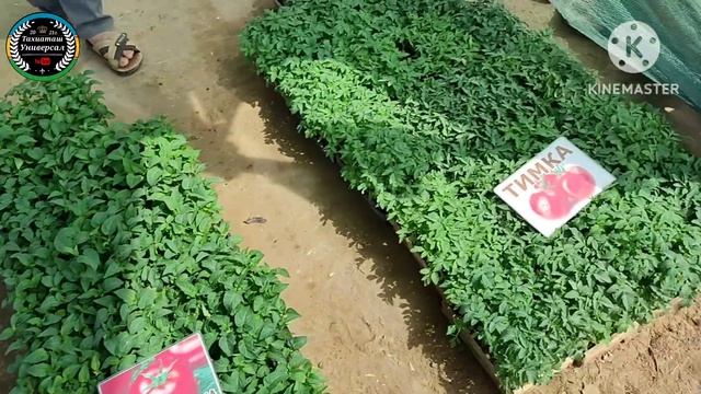 НАЛЬ БАЗАР - РЫНОК САЖЕНЦЕВ 27.04.25ж.#тахиаташ#каракалпак смотреть онлайн