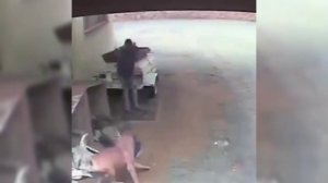 БЕССТРАШНЫЕ КОТИ / ПРИКОЛЫ С ЖИВОТНЫМИ / Смешные коты / Собаки / #animals #funnyvideo #приколы