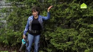 Как ухаживать за живой изгородью из ели. Хвойные в вашем саду. Советы Ольги Платоновой
