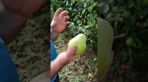 Груша сорту Бере-диль