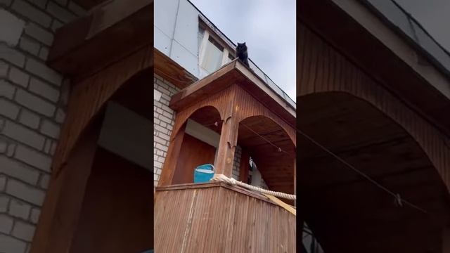 КОТ КОТОРЫЙ НАУЧИЛСЯ ПОНИМАТЬ ХОЗЯИНА! #ученый#кот#прикол смотреть онлайн