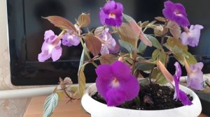 АХИМЕНЕСЫ. ПЕРВОЕ ЦВЕТЕНИЕ Purple King #ахименесы #цветы #PurpleKing #цветениеахименесов #растения