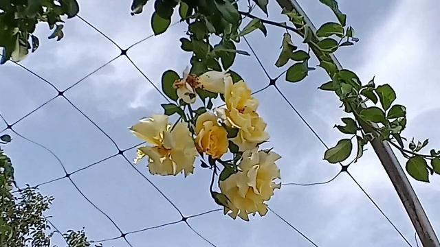 розы, которые цветут в конце сентября в моем саду