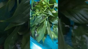 Спатифиллум опустил листья!