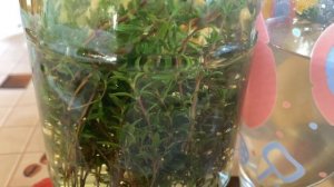 ЧАБРЕЦ, ТИМЬЯН ЛЕКАРСТВО ВАШЕГО ДОМАШНЕГО ЛЕКАРЯ АПТЕ