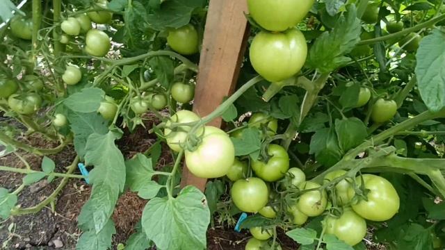 Лук из рассады, результат отличный. Помидоры спеют. смотреть онлайн