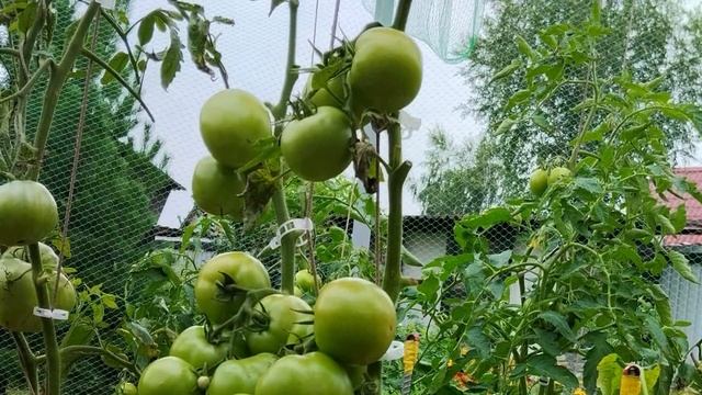 Томат Мамонтенок. Помидоры некуда девать! смотреть онлайн