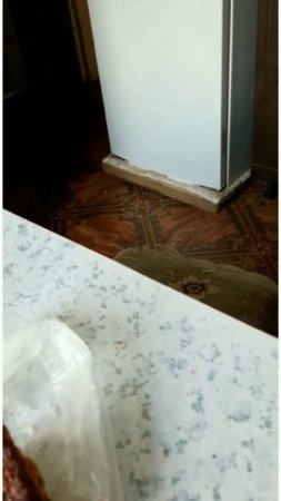 Член семьи