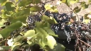 Дикий виноград 20 октября