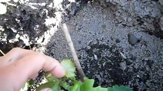 Сорт винограда Белое Чудо смотреть онлайн