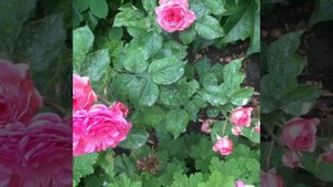 Роза Katarina Frayla (Катарина Фрайла)Bozanic Сербия, 2016г