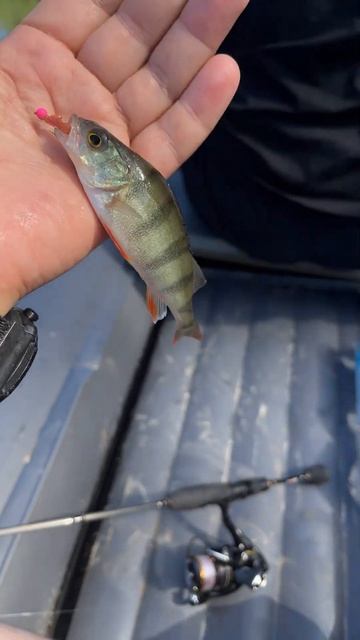 Первая поимка рыбы со своей моторной лодки. Окунь ни м? смотреть онлайн