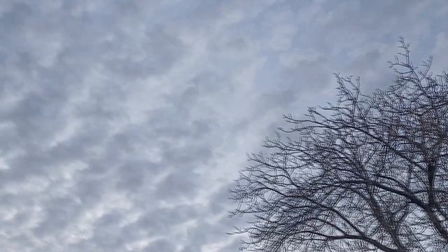 Конский щавель на десерт НУТРИЯМ! 29. 03. 25 смотреть онлайн