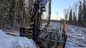Трелёвка леса. Форвардер Valmet #лесозаготовка  #tractor
