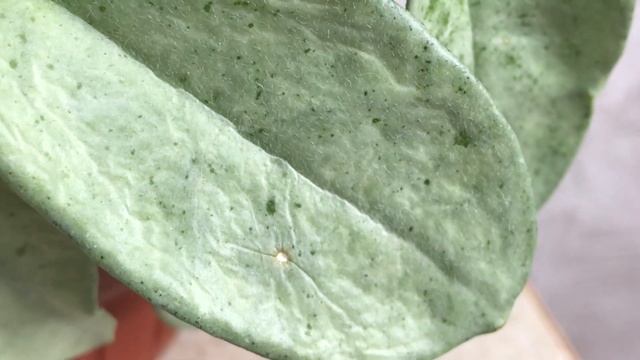 9.09.24 Hoya carnosa Grey Ghost. Hoya nicholoniae new gwuinea ghost. Мої капризулі.pla