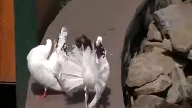 Голуби смотреть онлайн