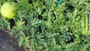 Первые арбузы в 2024 году привитые на лагенарию поспели