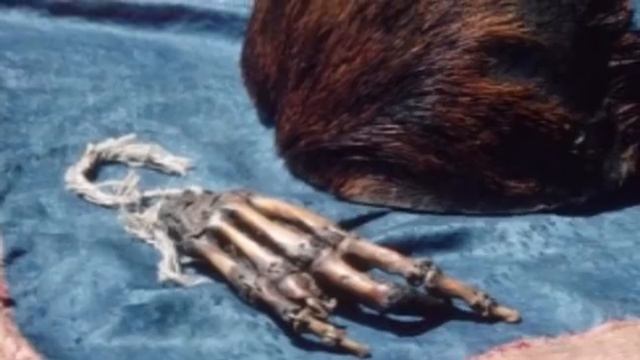 Йети в княжестве Ло-Монтанг. смотреть онлайн