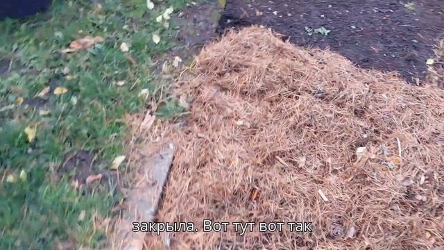 Спасаю проросший чеснок смотреть онлайн