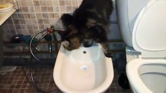 Приколы с животными Кот в туалет в биде смотреть онлайн