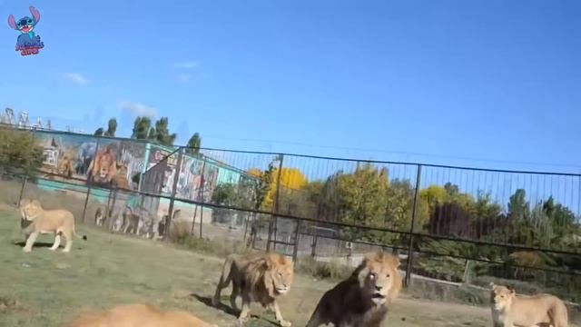 20 МИНУТ ОТБОРНЫХ ПРИКОЛОВ 2019 ЛУЧШИЕ ПРИКОЛЫ ржака до слез угар прикол -Показала лицо