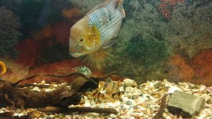 Сапфировый попугай 🐟🐠🐟