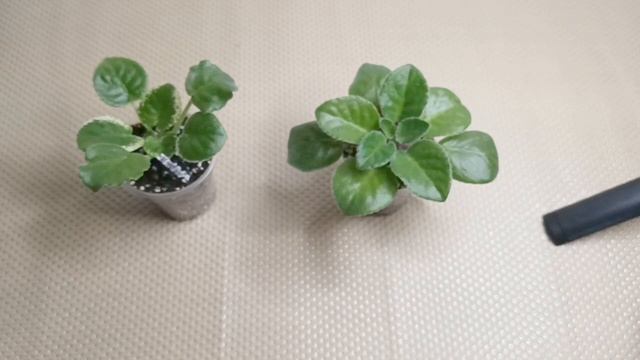 ОШИБКИ ФИТИЛЬНОГО ПОЛИВА ФИАЛОК!