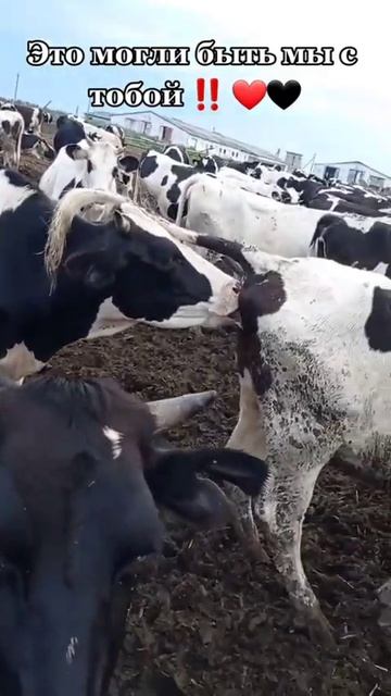 ТЫ ЗНАЕШЬ КОМУ ОТПРАВИТЬ‼️ #реки #бывший #любовник #отношнения #мужижена #ржака #приколы #юмор смотреть онлайн