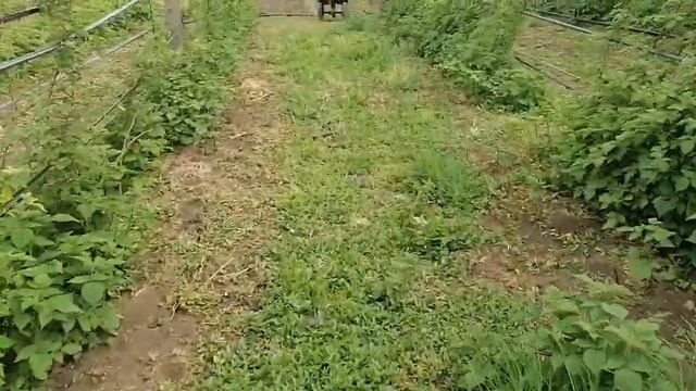 вымерзла малина действие фузилата смотреть онлайн