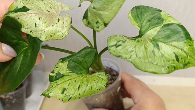 Излишки цветочков на 26 апреля 2025г смотреть онлайн