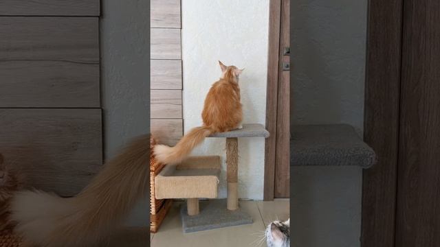 Смешные коты мейн-кун смотреть онлайн