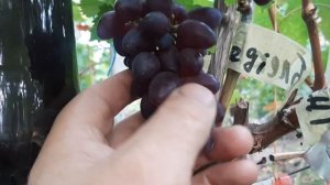 Блек баллади -японское чудо с шикарным вкусом