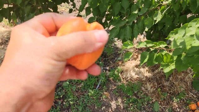 Абрикос Нельсон persikovod.com смотреть онлайн