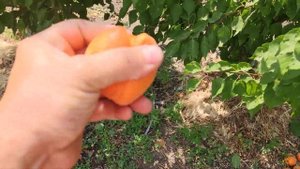 Абрикос Нельсон persikovod.com