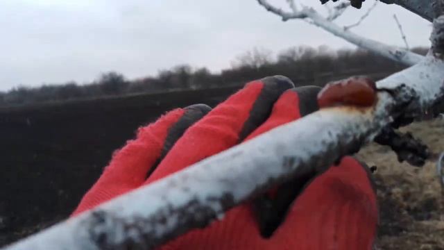 15.03.24✖️''Косайд''+абрикос та персик 🍑. смотреть онлайн