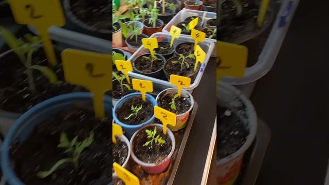 Пересадила томаты в горшочки . Греемся у камина . Проро смотреть онлайн