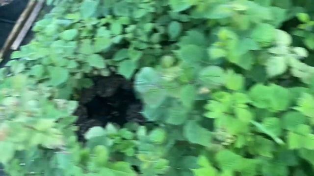 Малина сорт Пшехиба . Топ літня малина 🧑🌾 смотреть онлайн