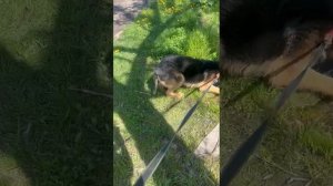 Рэй на прогулке