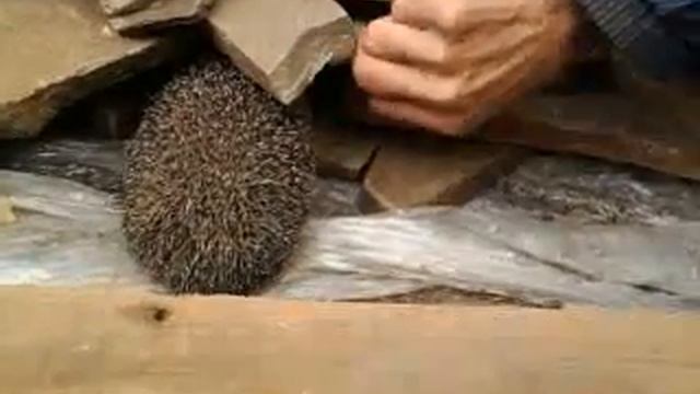 Прикольный ёжик