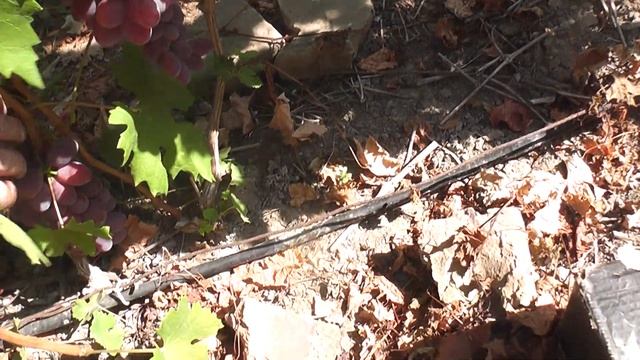 Сорт винограду "Талдун" "Малиновая зоря" "109" "Никтан" - с? смотреть онлайн