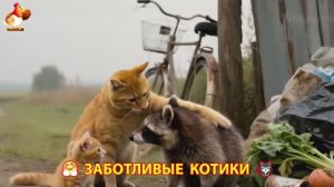 Заботливые котики спешат на помощь (17)