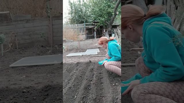 Посадка озимого чеснока от А до Я смотреть онлайн